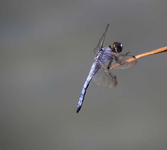 Libellula azzurro, possibile identificare? Orthetrum brunneum maschio